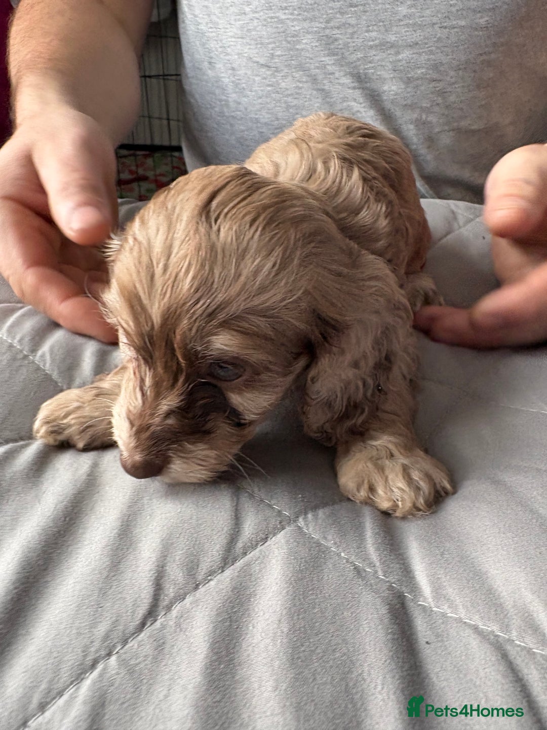 Mixed Breed dogs for sale: Dachshund x King Charles spaniel puppies for sale  - Advert 6