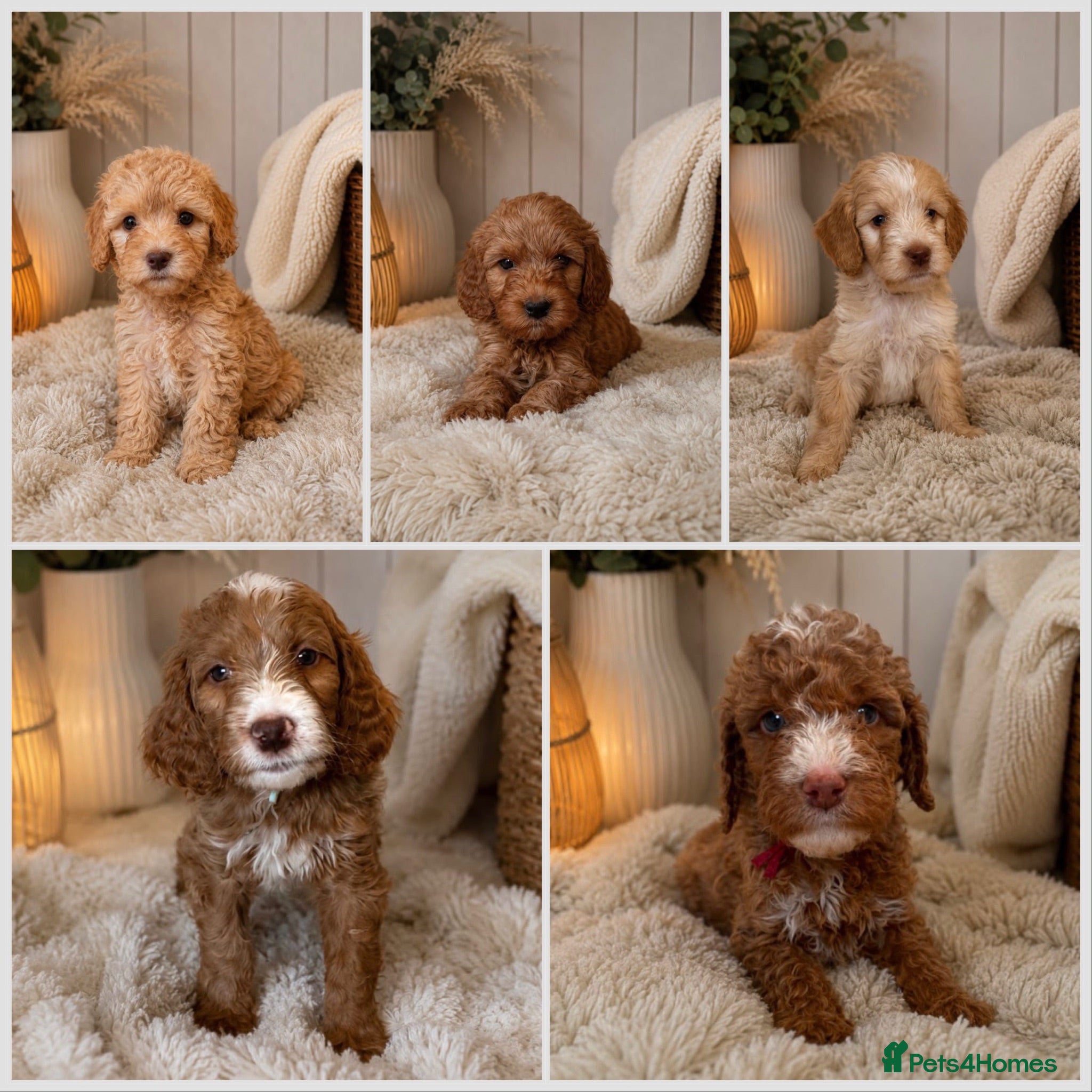 Labradoodle dogs Beautiful Multigen Aussie/Irish Labradoodles  - Advert 1
