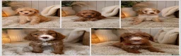 Labradoodle dogs for sale: READY NOW 1 Girl Remaining Labradoodles  - Advert 7