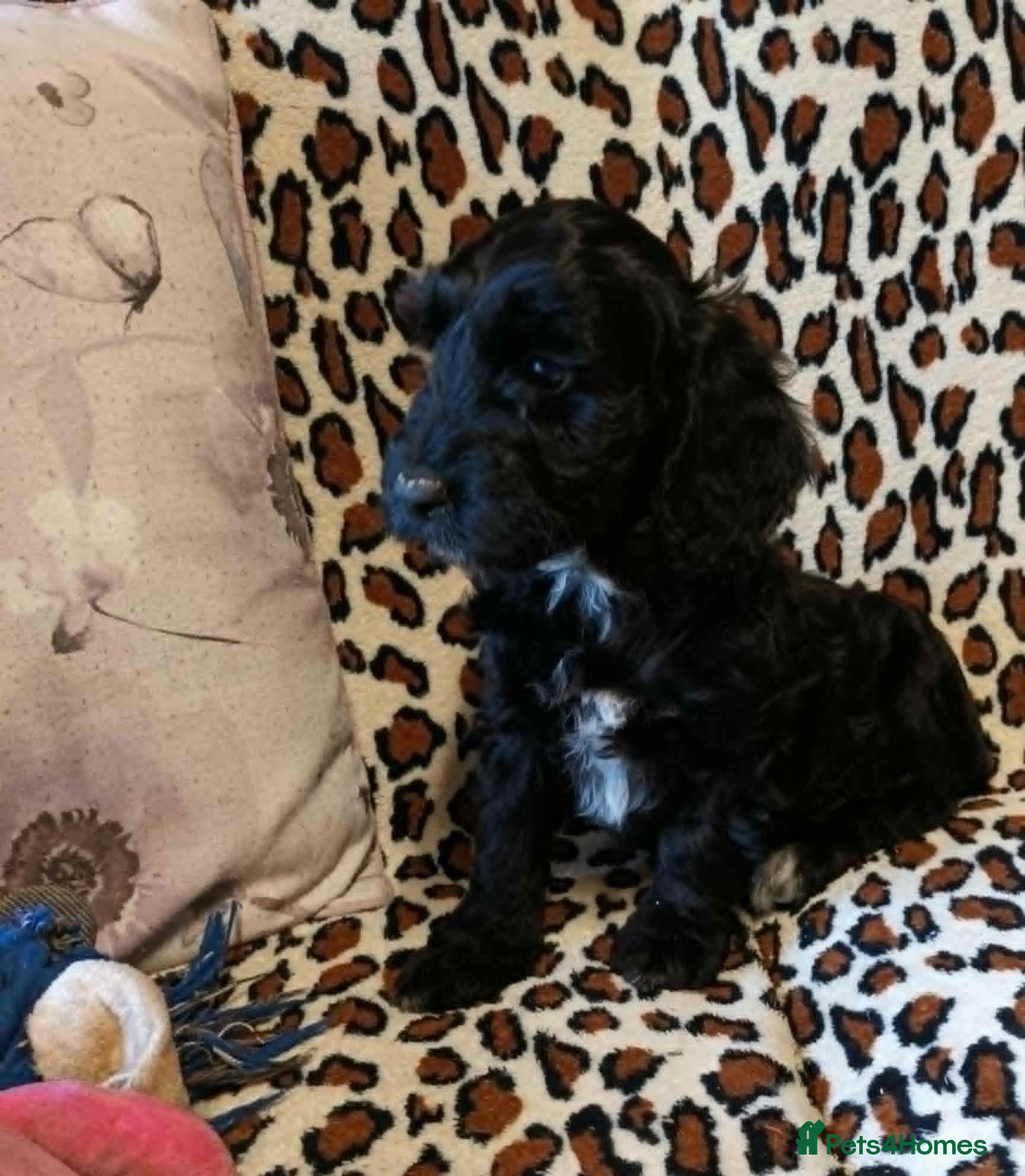 Cockapoo dogs for sale: READY NOW SPROODLE PUPPY FROM 5* LICENCED BREEDER - Advert 1