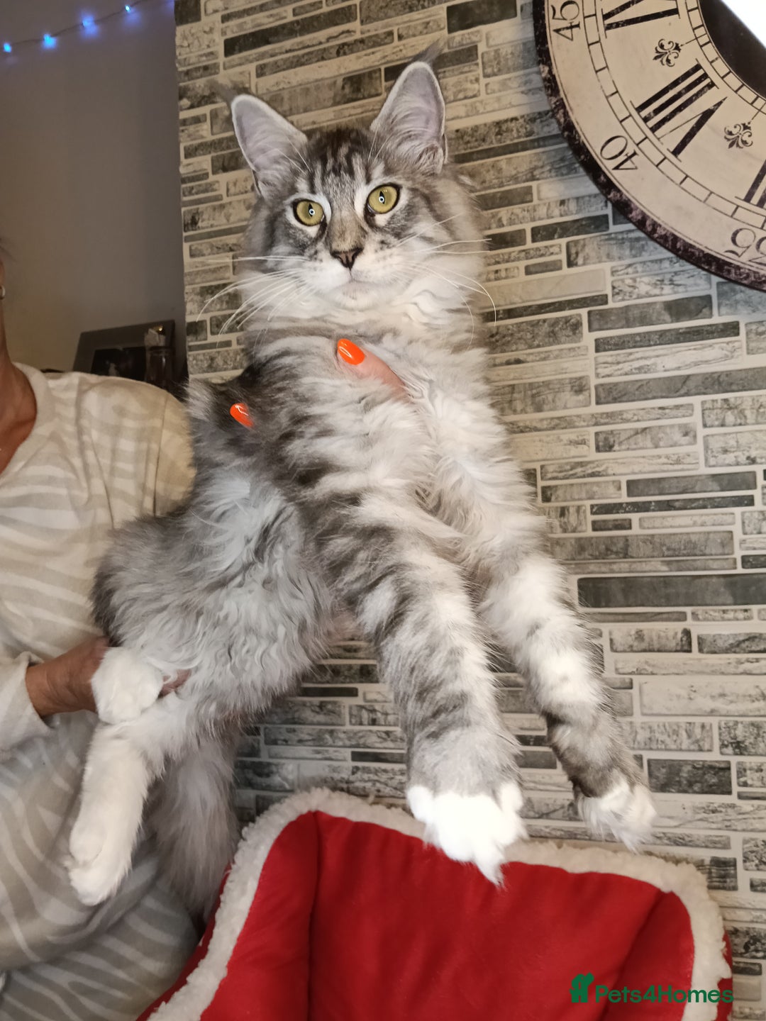 Maine Coon cats for sale: 'PuuureLove' Maine Coon kittens  - Advert 16