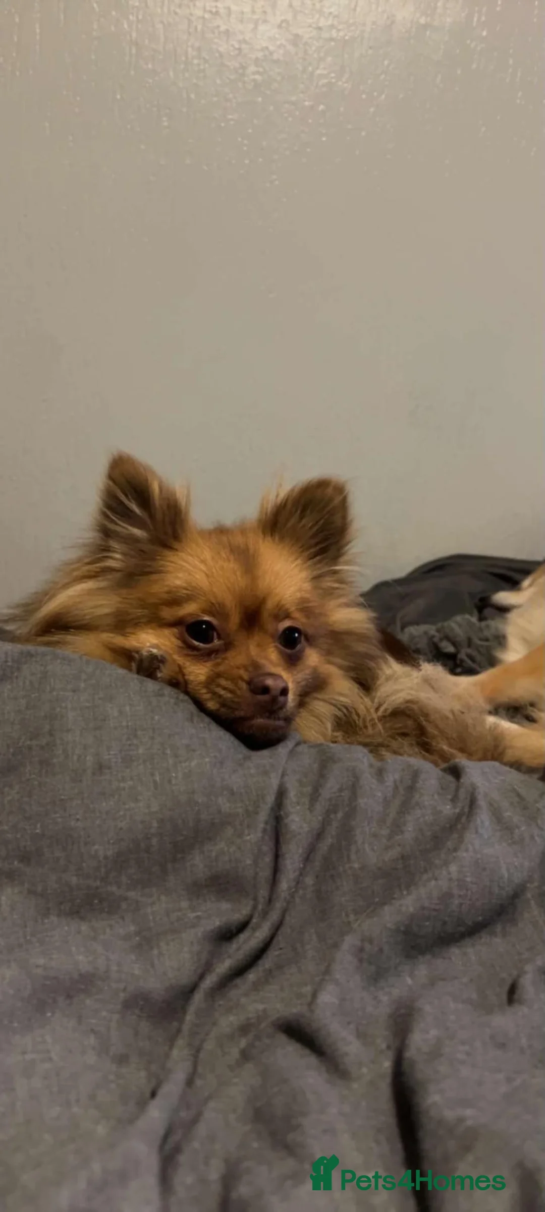 Pomeranian dogs for sale: Pomeranian - Advert 3