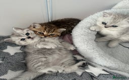 British Shorthair cats for sale: British Shorthair Kittens - Image 2