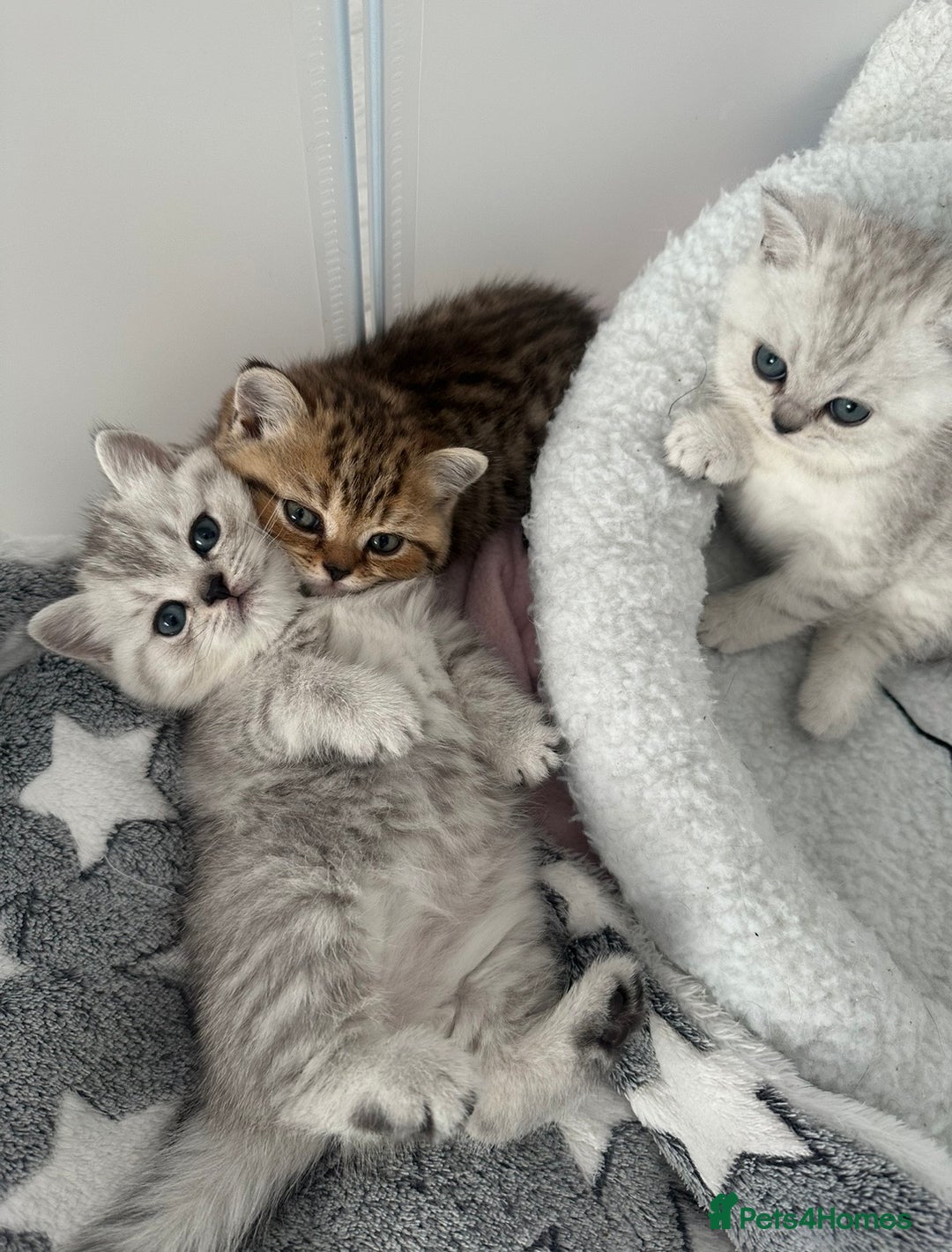 British Shorthair cats for sale: British Shorthair Kittens - Image 2