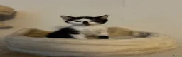 Mixed Breed cats for sale: 5 Beautiful Female Kittens - Advert 3