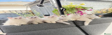 Persian 1