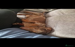 Miniature Dachshund dogs for sale: Lovely chocolate dapple and tan miniature dasch - Advert 5