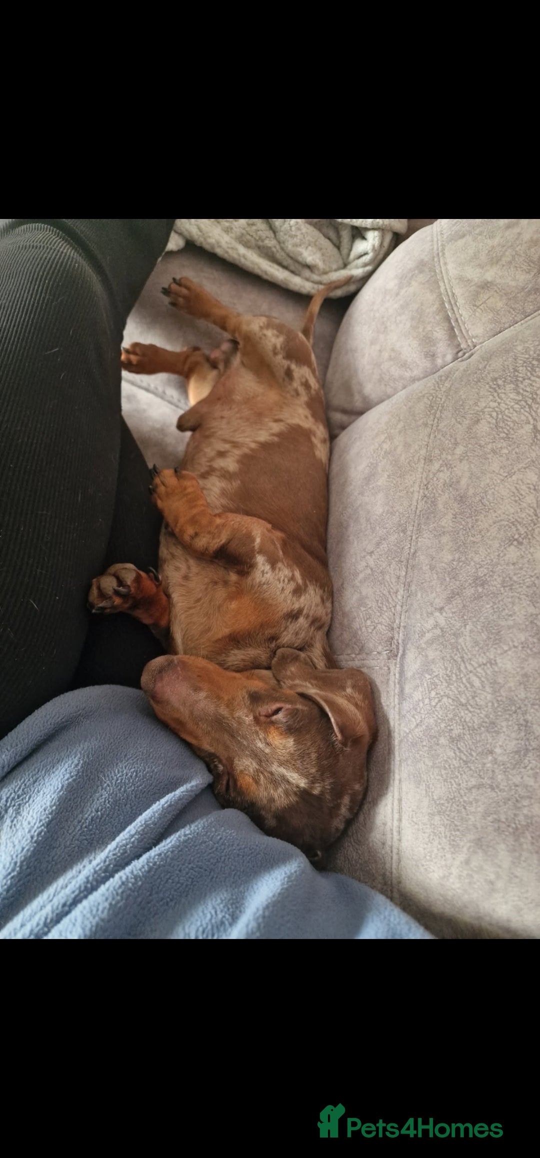 Miniature Dachshund dogs for sale: Lovely chocolate dapple and tan miniature dasch - Advert 5
