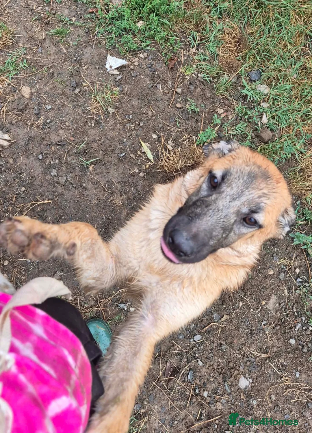 Mixed Breed dogs for adoption: Pixie - North Walsham Norfolk in North Walsham - Advert 2
