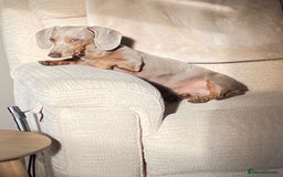 Miniature Dachshund dogs for sale: Miniature Dachsund Smooth Hair - Image 8