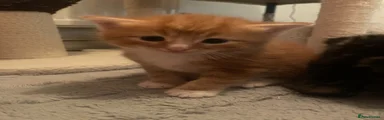 Ginger 1