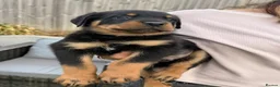 Rottweiler dogs for sale: Visionary Choice for a Loyal Rottweilers Companion in Halifax - Advert 11
