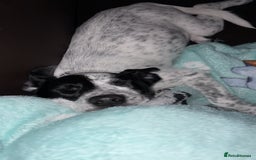 Mixed Breed dogs for sale: Meet bow 🎀🐾 - Advert 1