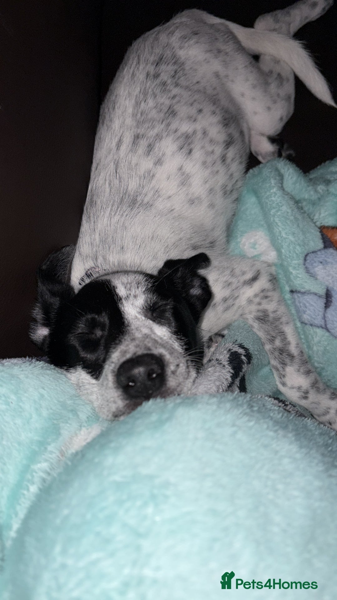 Mixed Breed dogs for sale: Meet bow 🎀🐾 - Advert 1