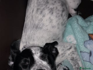 Mixed Breed dogs Meet bow 🎀🐾 - Advert 2