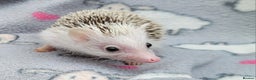Pygmy Hedgehog rodents for sale: African Pygmy Hedgehog Hoglets  - Advert 2