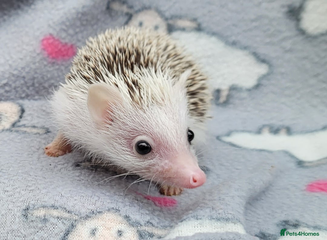 Pygmy Hedgehog rodents for sale: African Pygmy Hedgehog Hoglets  - Advert 2
