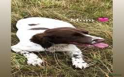 English Springer Spaniel dogs for sale: Traditional English Springer Spaniel Puppies - Image 9