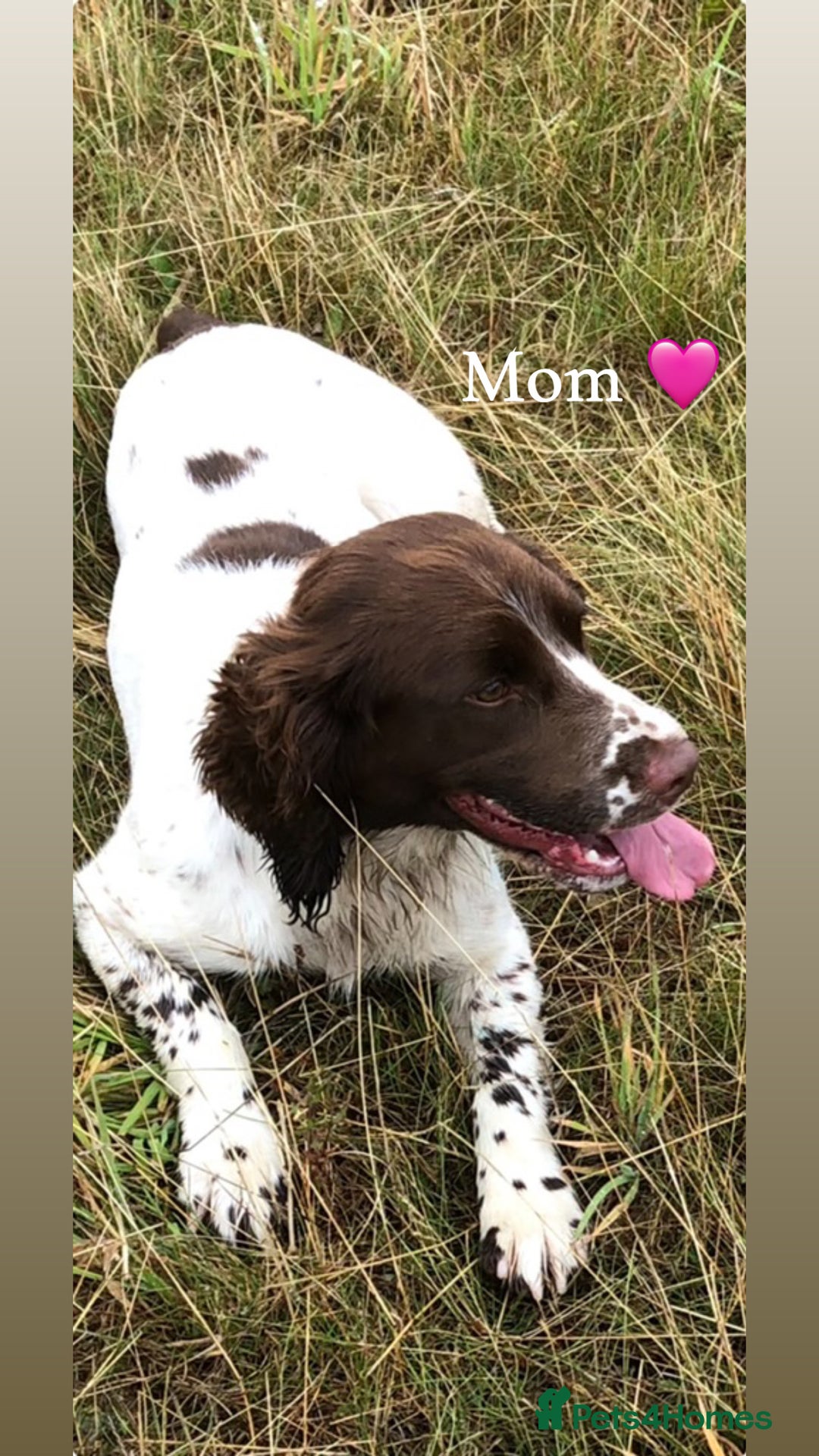 English Springer Spaniel dogs for sale: Traditional English Springer Spaniel Puppies - Image 9