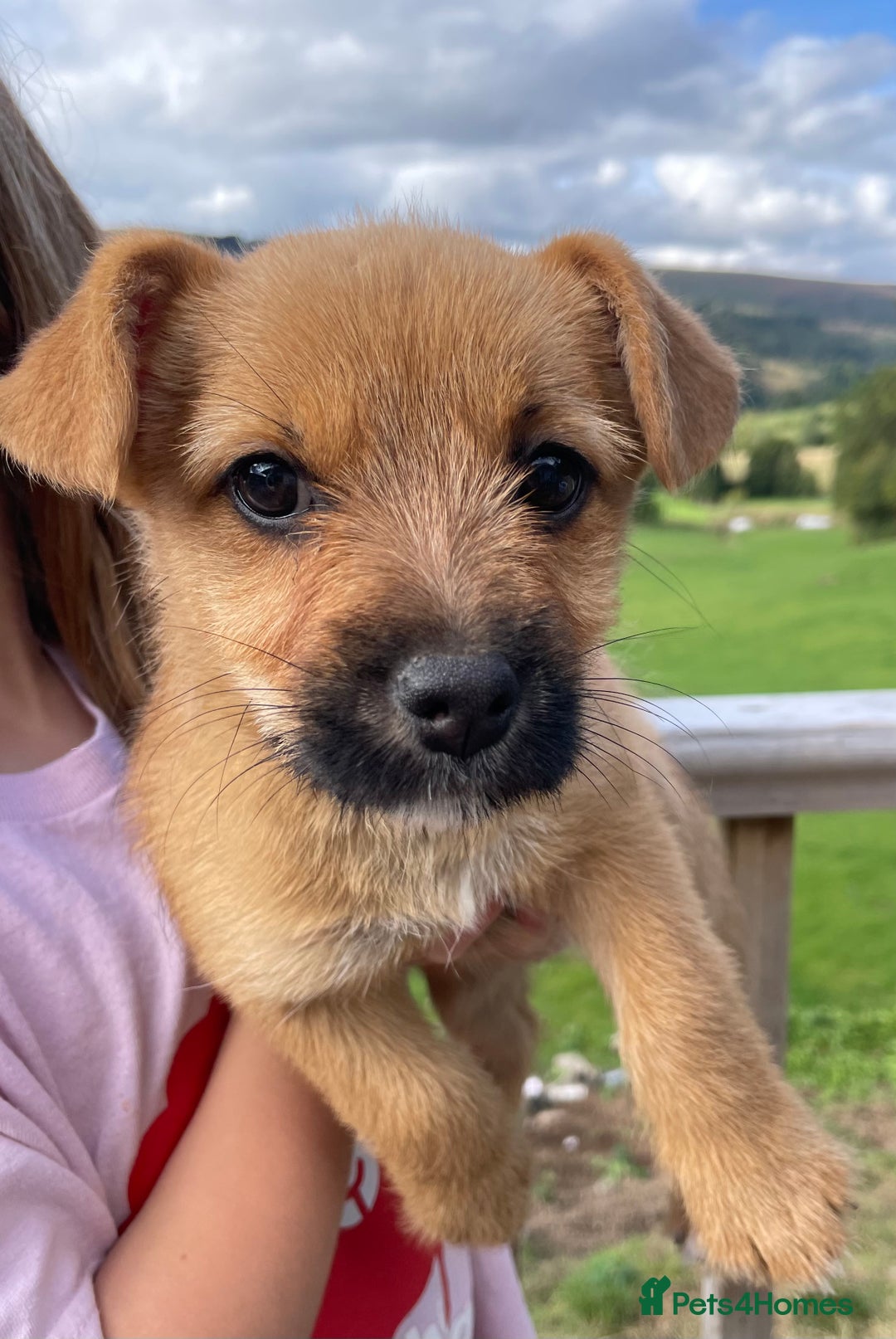Mixed Breed dogs for sale: Corrier (Corgi X Border Terrier)  - Image 9