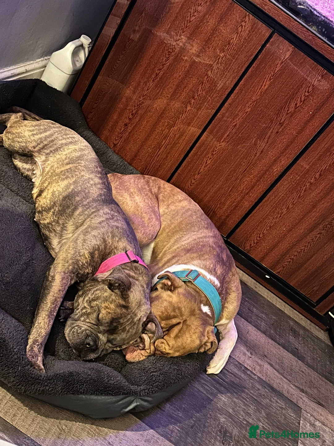 Dorset Olde Tyme Bulldogge dogs for sale: 5 Stunning old tyme bulldogs girls left  - Advert 1