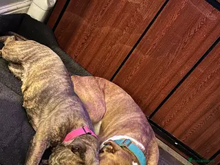 Dorset Olde Tyme Bulldogge dogs 5 Stunning old tyme bulldogs girls left - Advert 3