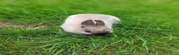 Netherland Dwarf rabbits for sale: 3 sweet Netherland Dwarfs  - Advert 4