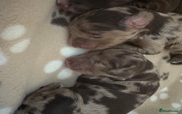 Cockapoo dogs for sale: Stunning,family raised cockapoos - Image 9