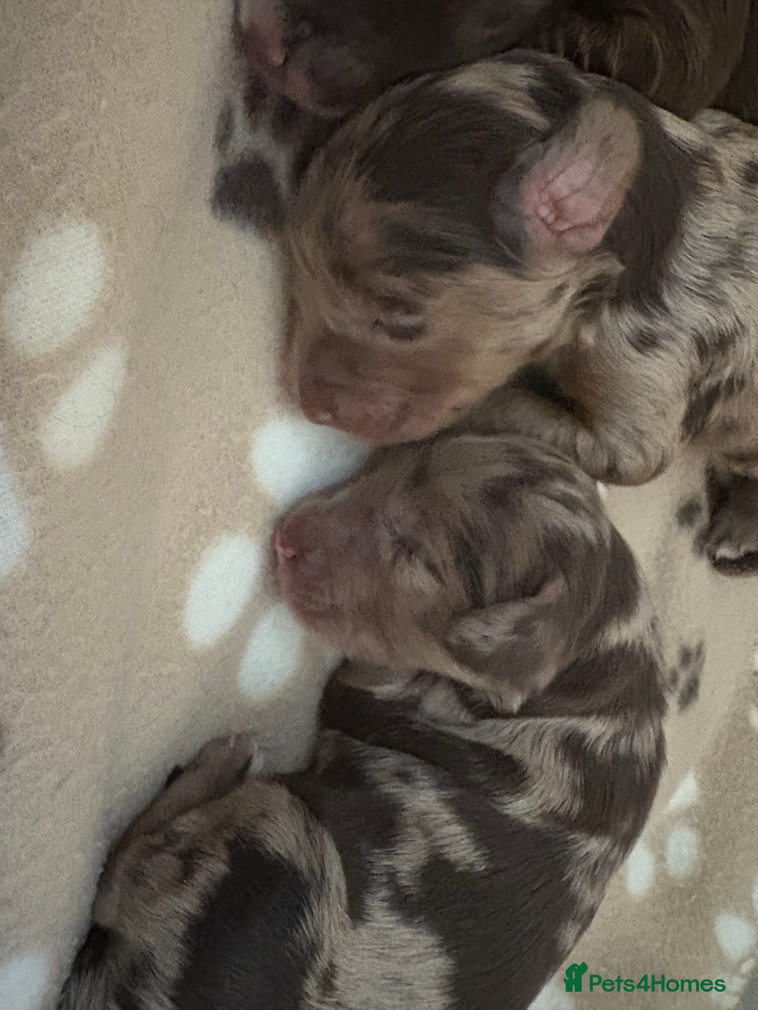 Cockapoo dogs for sale: Stunning,family raised cockapoos - Image 9