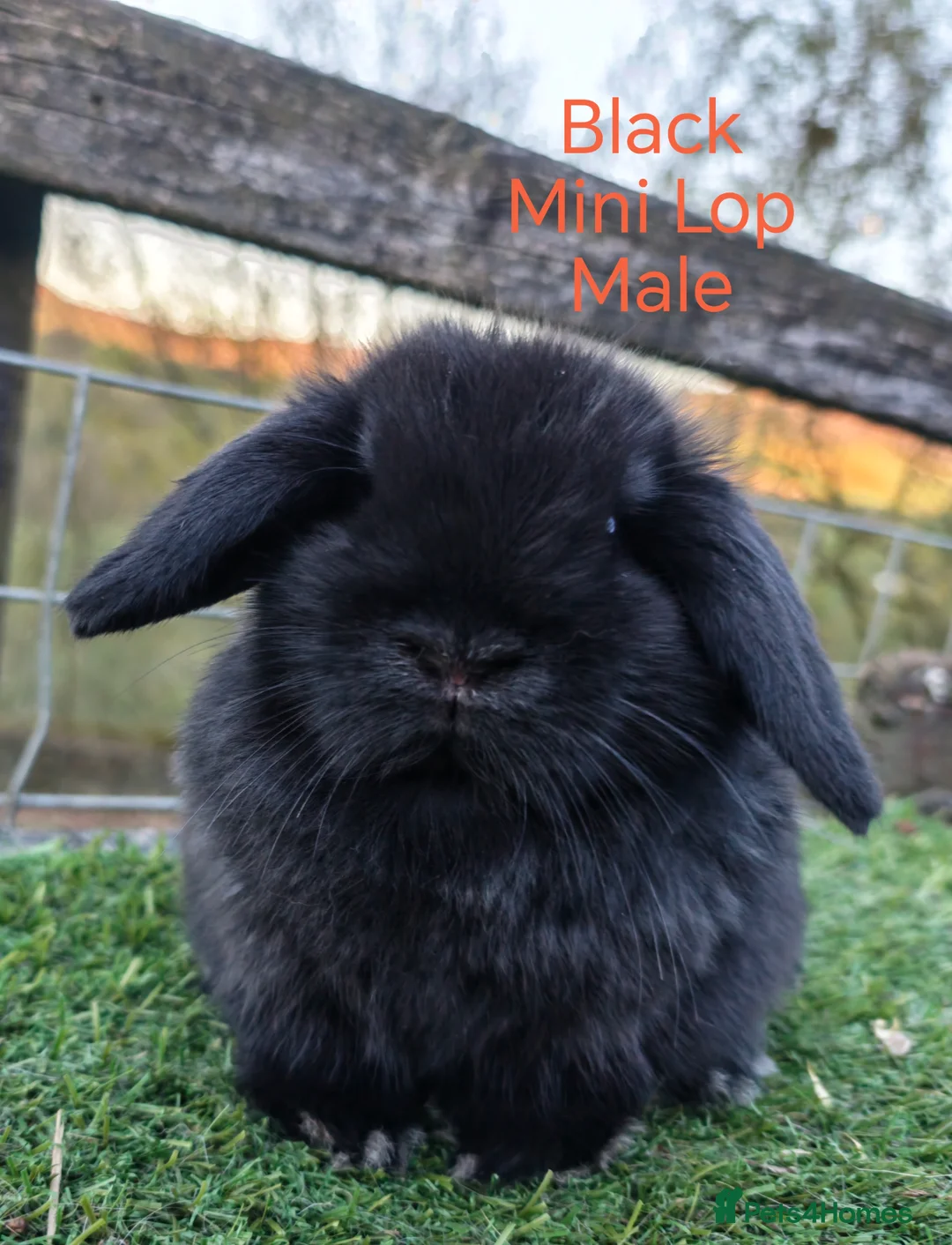 Mini Lop rabbits for sale: Various young Mini Lops  in Ashton-under-Lyne - Advert 2