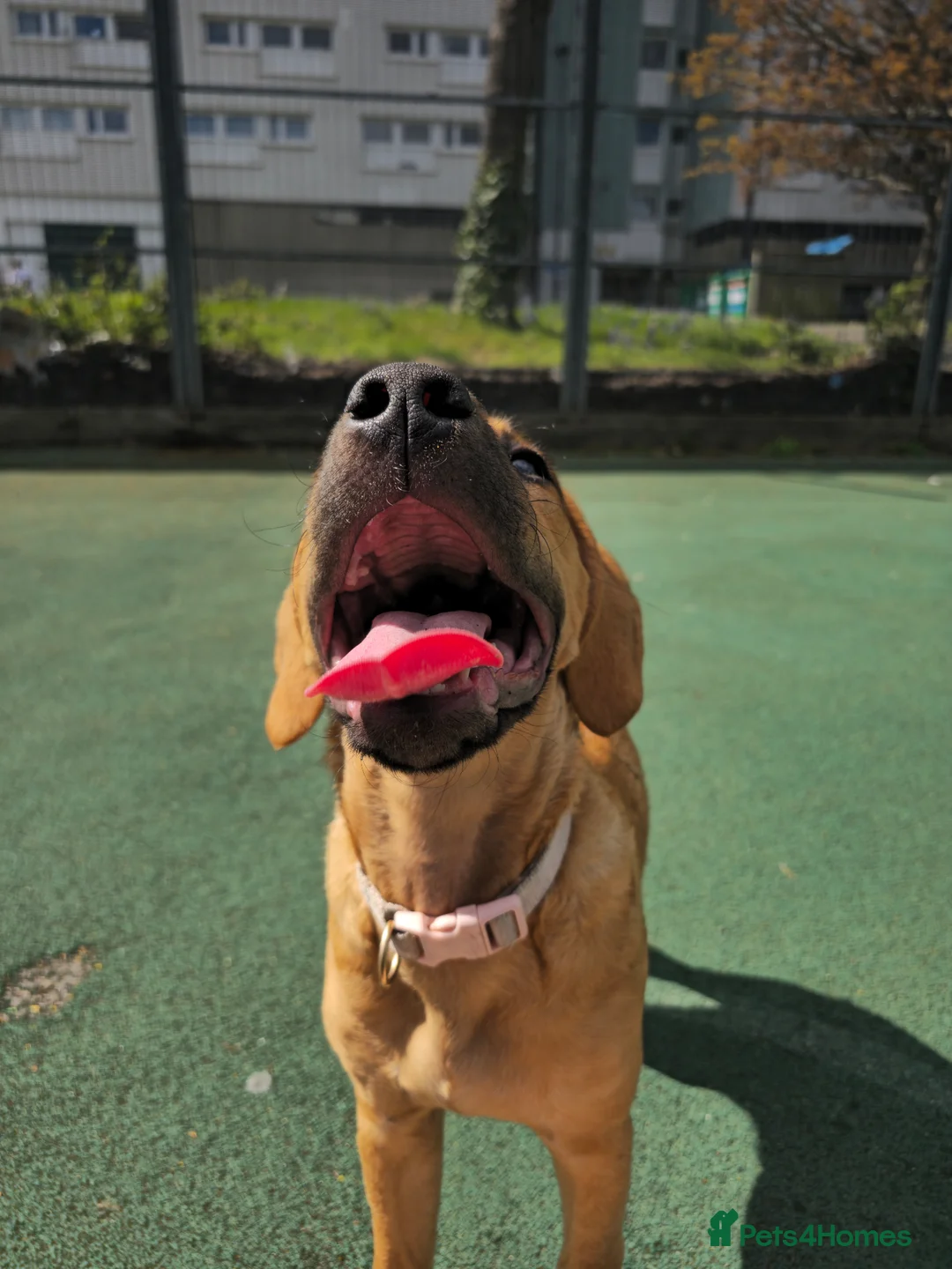 Mixed Breed dogs for sale: bella  - Advert 5