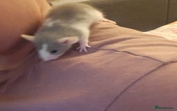 Rat rodents for sale: 5 girls and 3 boys available  - Image 9