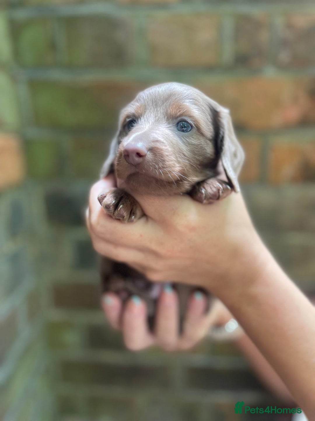 Miniature Dachshund dogs for sale: Stunning Mini Dachshund*1 LH Boy & 1 SH Girl left* - Image 23