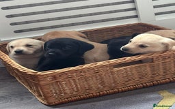 Labrador Retriever dogs for sale: Labrador puppies - Image 8