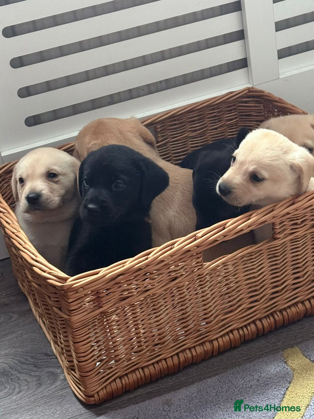 Labrador Retriever dogs for sale: Labrador puppies - Image 8