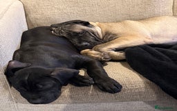 Presa Canario dogs for sale: Presa canario pup for sale - Image 1