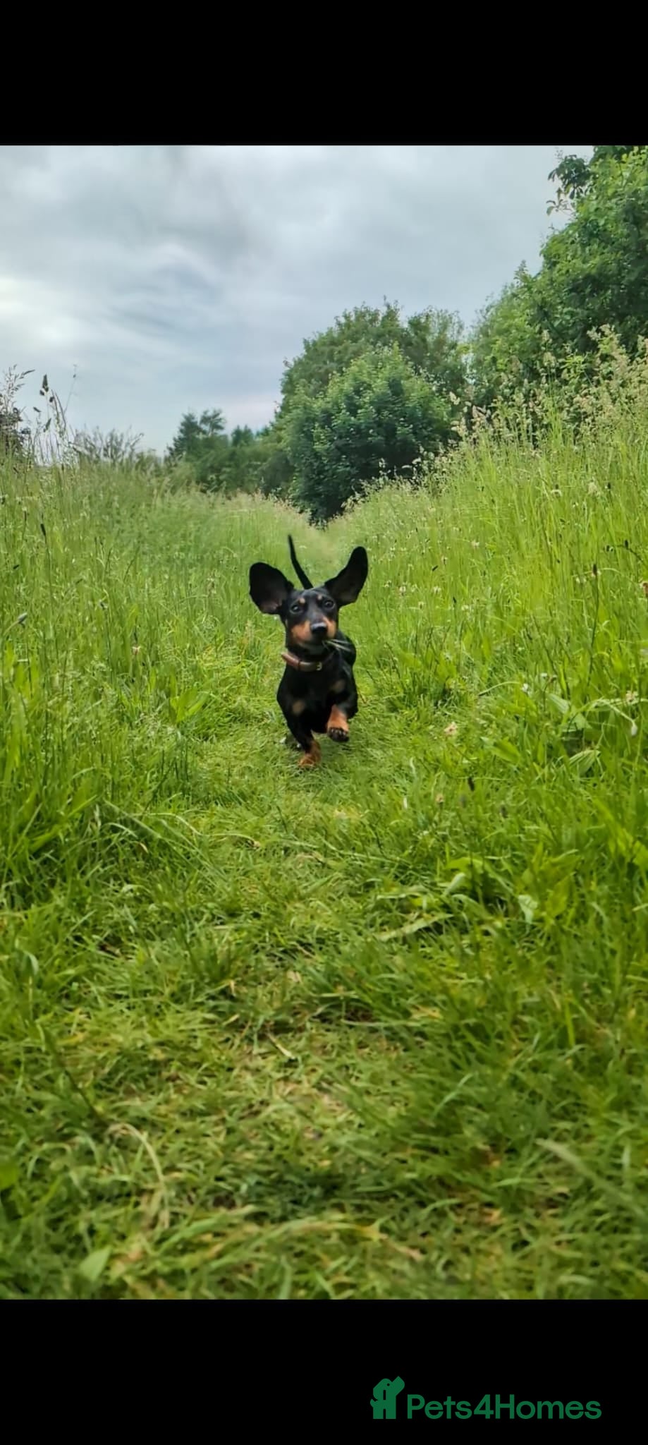 Dachshund dogs 3 year old Tweenie Dachshund - Advert 1