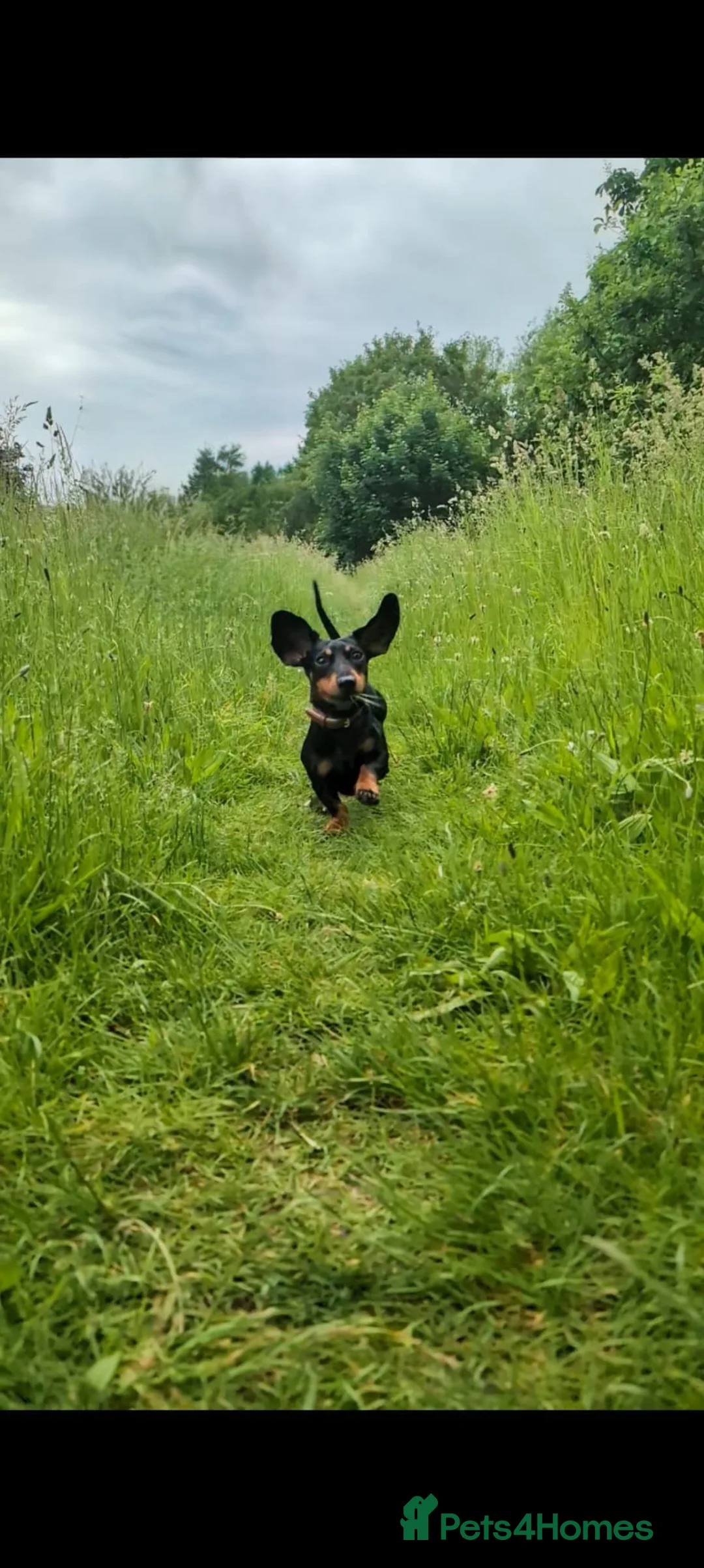 Dachshund dogs for sale: 3 year old Tweenie Dachshund in Cambridge - Advert 1