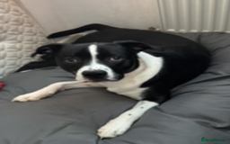 Mixed Breed dogs for sale: Border Collie/Boxer 2 Year Old - Advert 3