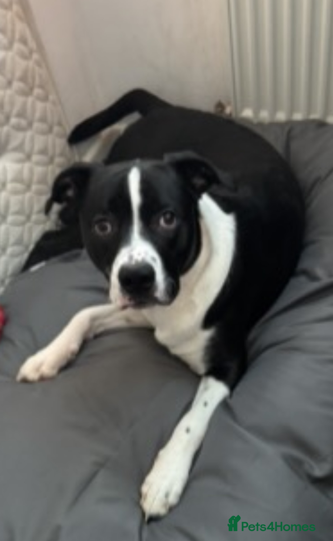 Mixed Breed dogs for sale: Border Collie/Boxer 2 Year Old - Advert 3