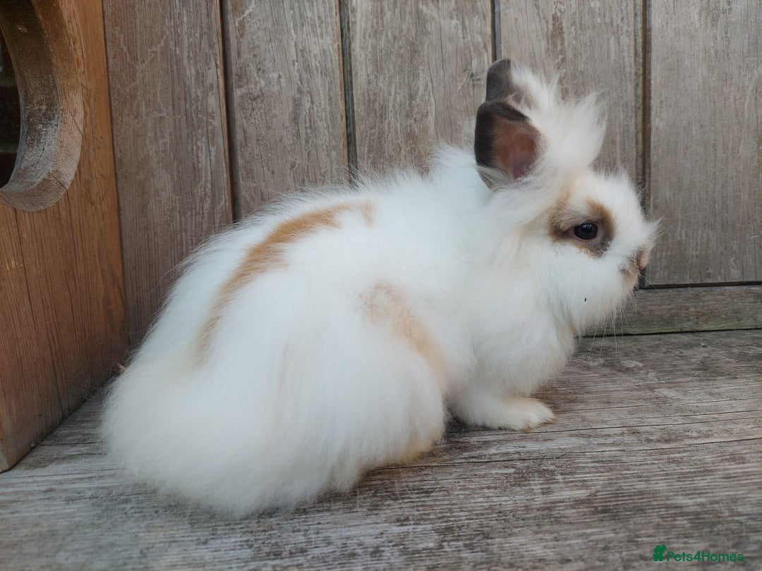 Mixed Breed rabbits for sale: Very pretty soft fluffy bunnies - Image 23
