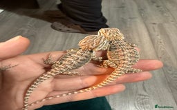 Bearded Dragon reptiles for sale: Bearded Dragon Babies - Advert 4