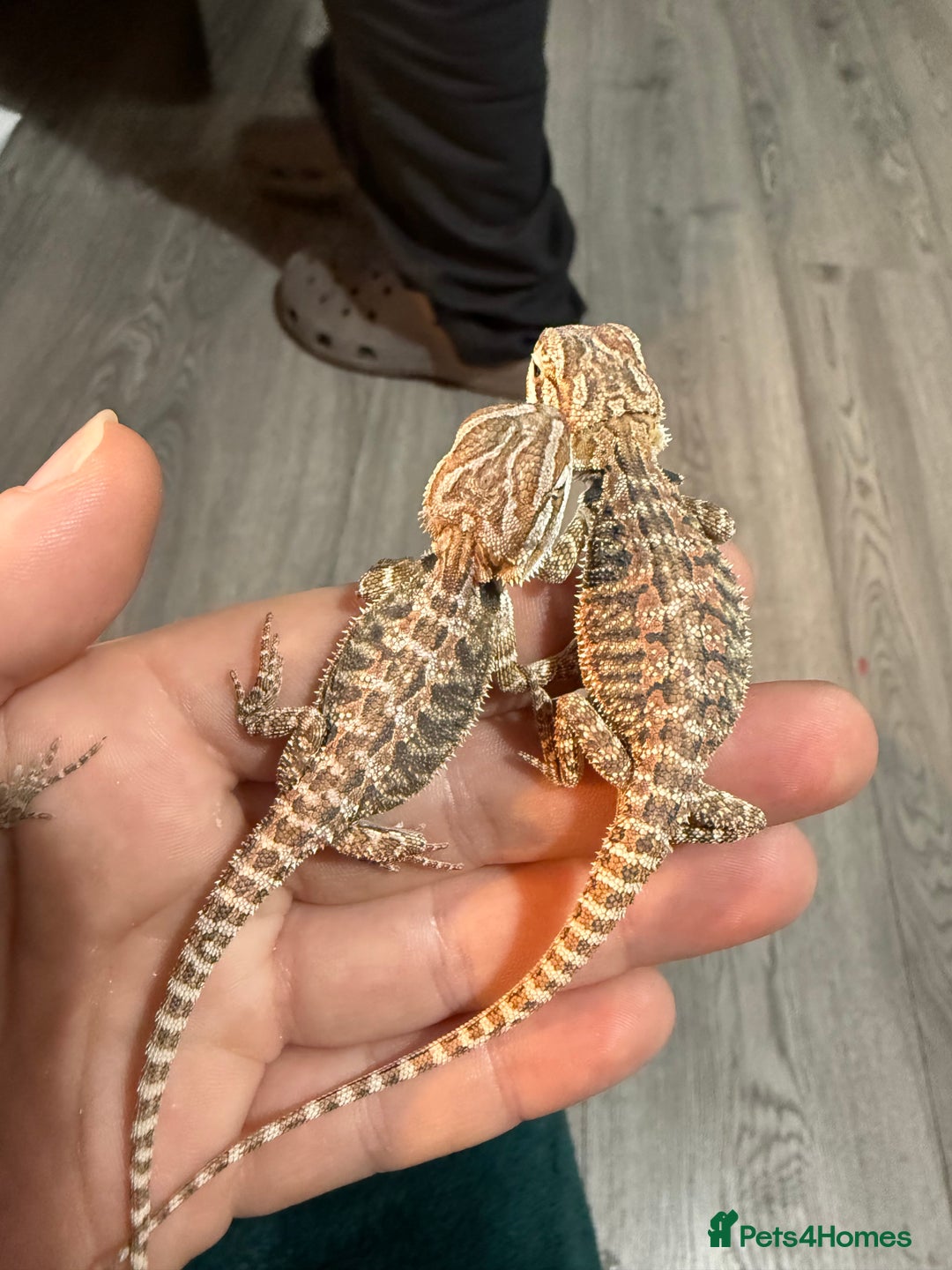Bearded Dragon reptiles for sale: Bearded Dragon Babies - Advert 4