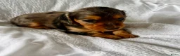 Miniature Dachshund dogs for sale: Outstanding litter of miniature sausage dogs  - Advert 8
