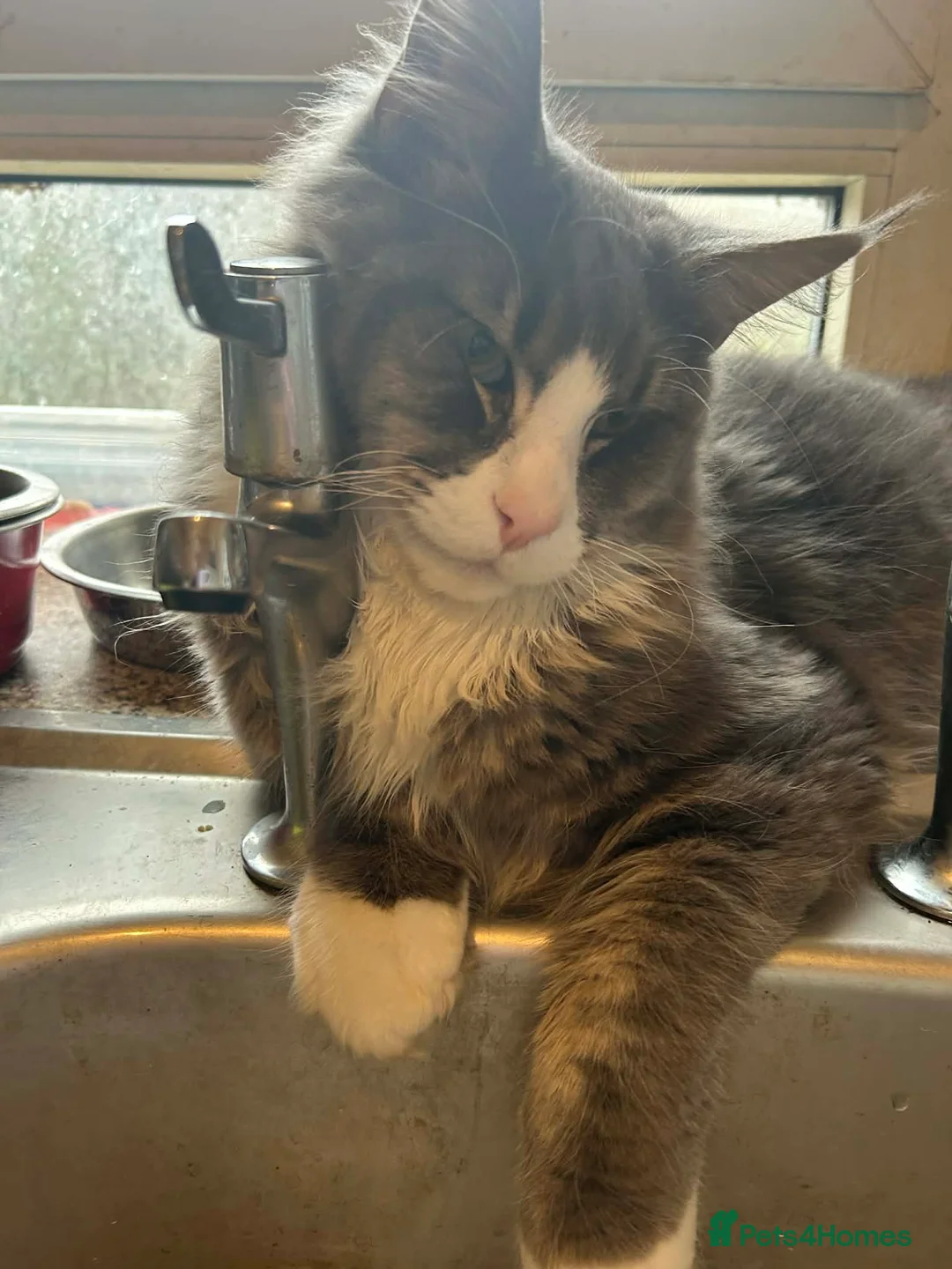 Maine Coon cats for sale: Stunning boy - Advert 3