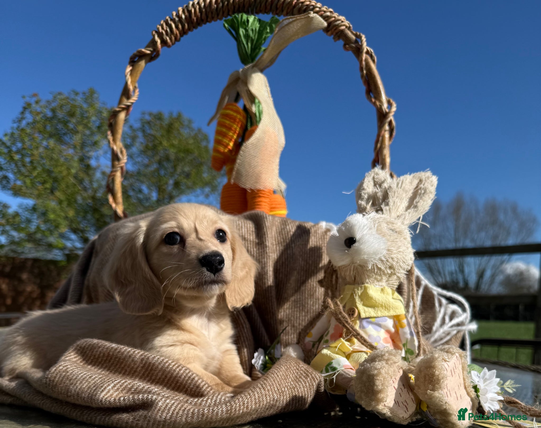 Miniature Dachshund dogs Stunning miniature long haired  - Advert 1