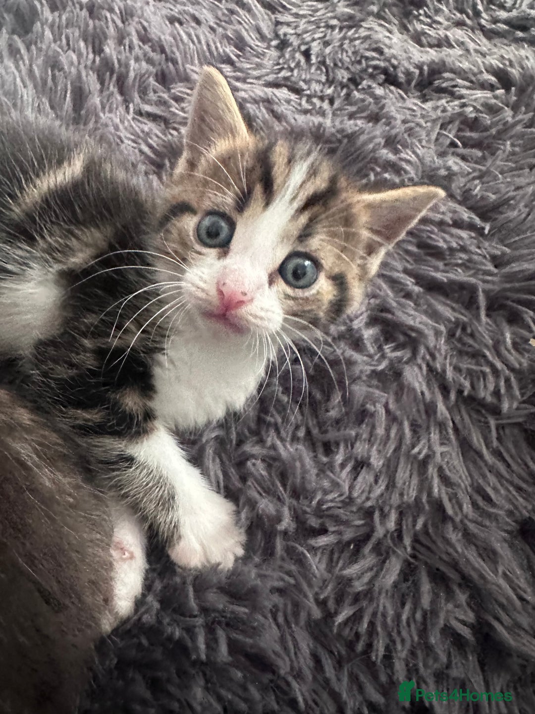 Mixed Breed cats for sale: Beautiful kittens  - Image 8