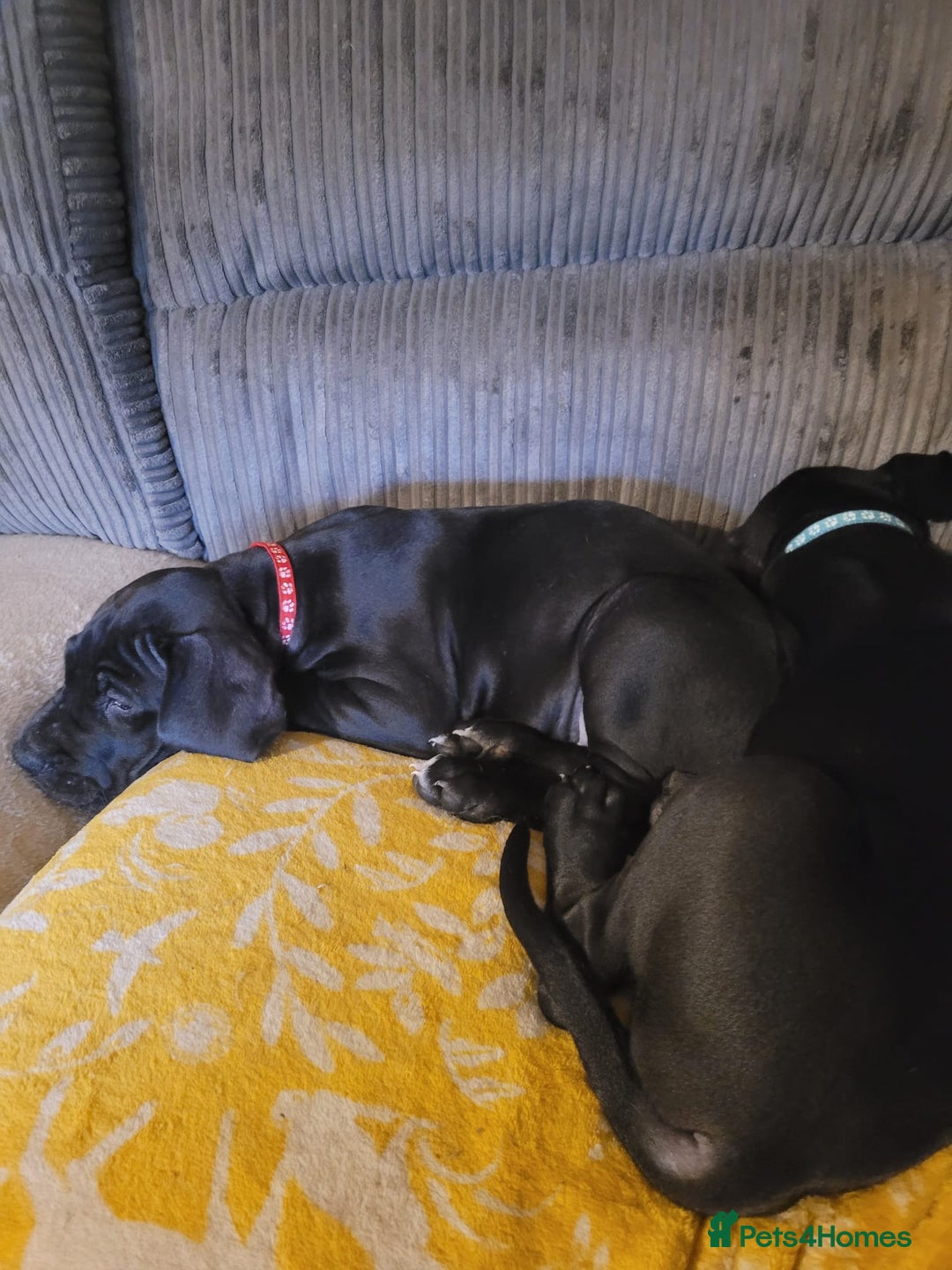 Great Dane dogs for sale: Only 2 beautiful Great Dane girls left. Ready now - Advert 35