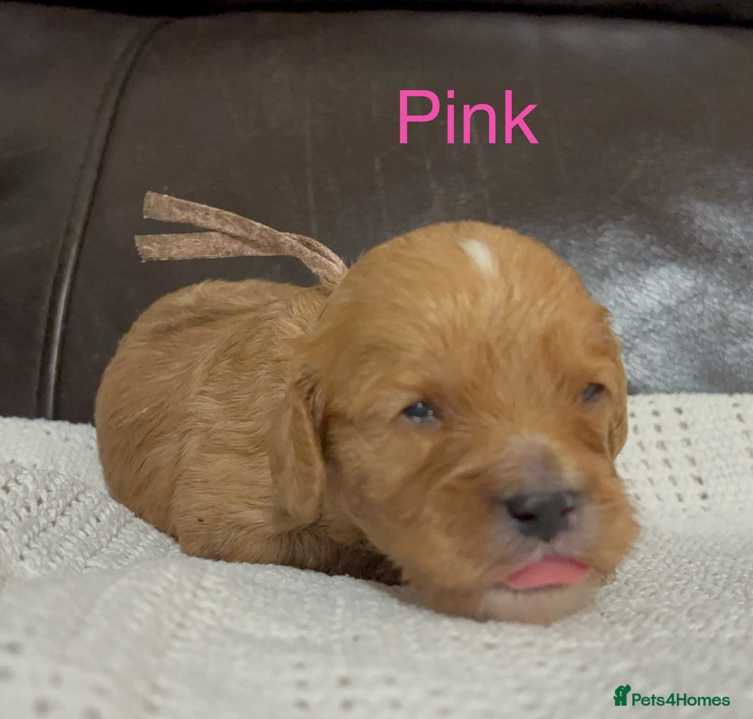 Cavapoo dogs for sale: Gorgeous F1 Cavapoo puppies. Health tested parents - Advert 20