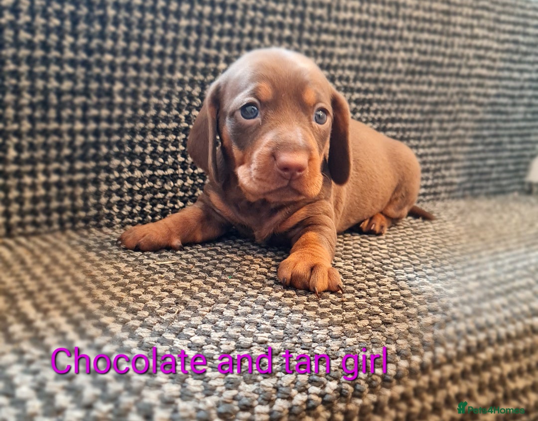 Miniature Dachshund dogs for sale: 💜MINIATURE DAPPLE AND CHOCOLATE Dachshunds Babys - Image 10